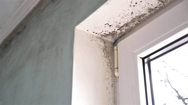 Professional Mold Removal in Whitewater, WI