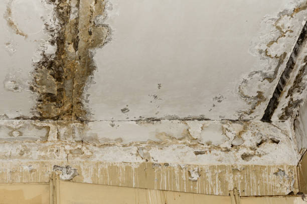 Best Industrial Mold Remediation  in Whitewater, WI