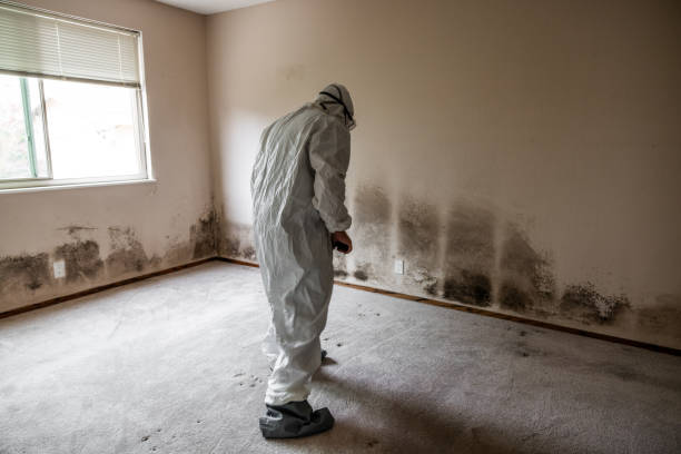 Best Basement Mold Removal  in Whitewater, WI